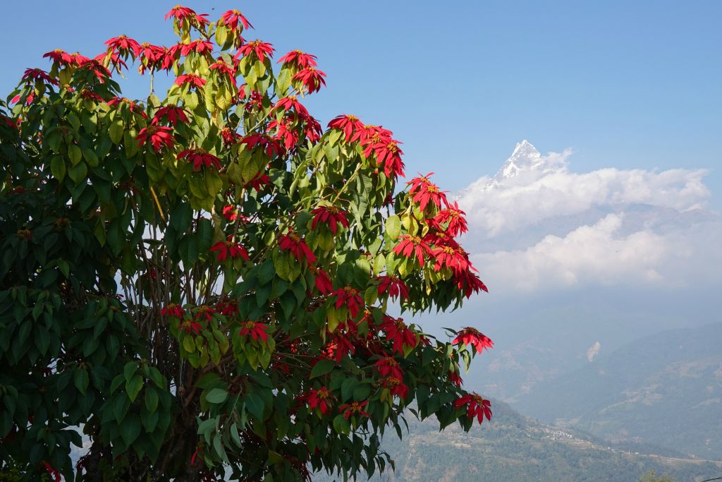 Poinsettia et... Machhapuchhare 